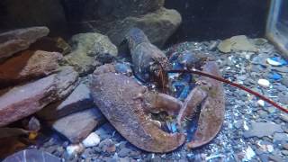 Lobster Lunch Crushing a mussel [upl. by Marrissa]