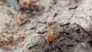 Ants vs Termites Army Ants Attack Termites [upl. by Avaria]