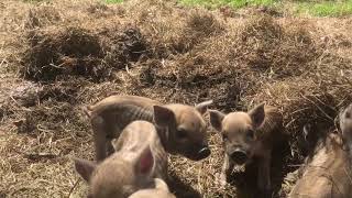 Newborn Mangalitsa cross pigs [upl. by Kelula]