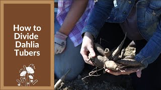 How To Divide Dahlia Tubers in the Fall [upl. by Arob245]