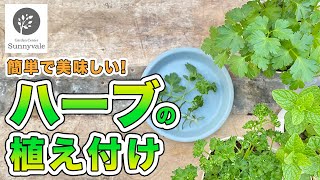 【ハーブ 栽培】プロが教えるおすすめハーブと育て方26 [upl. by Aiciruam]