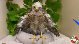 SPARROWHAWK FLEDGLING JULY 2024 💛 [upl. by Rooker445]