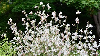 Gaura Gaura lindheimeri [upl. by Valerlan73]