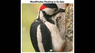 WoodPecker Pecking Is So Epic 🤯 viral shortsfeed shorts [upl. by Ardnasil437]