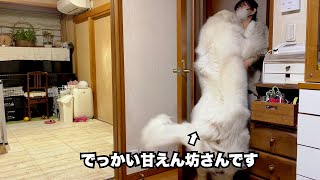 １日ぶりの祖父母に会いたくて仕方がなかった超大型犬【甘えん坊編】 [upl. by Otsedom20]