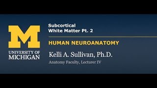 Nervous System Cortex  Subcortical White Matter pt 2 [upl. by Aseretairam]