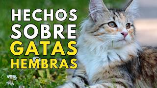 14 HECHOS SOBRE EL FASCINANTE MUNDO DE LAS GATAS HEMBRAS [upl. by Mages151]