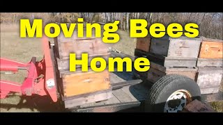 Moving Bees HomeThat Bee Man [upl. by Wallford]