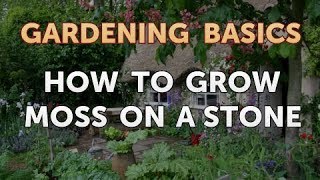 How to Grow Moss on a Stone [upl. by Vaclava]