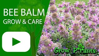 Bee balm  grow amp care Monarda lambada [upl. by Shreeves]