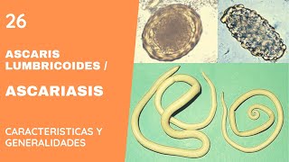 ASCARIS LUMBRICOIDES 26  ASCARIASIS  NEMATODOS [upl. by Waki801]