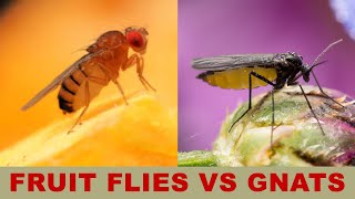 Fruit Flies vs Gnats What Is the Difference [upl. by Sukramaj]