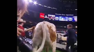 Bevo nearly gores Uga at Sugar Bowl [upl. by Ursulina532]