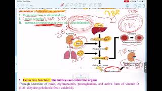 UGS Physiology  Glomerular Filtration Rate  GFR   Mutah [upl. by Mas]