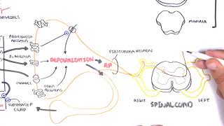 Pharmacology  Nonsteroidal AntiInflammatory Drugs NSAIDs [upl. by Akyre]