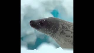 ocean orca hunting ice sealife wildlifephotography natgeo [upl. by Anaigroeg924]