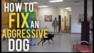 Fearful Dog Aggression Training and Rehabilitation with Americas Canine Educator [upl. by Enidualc]