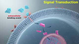 Signal Transduction in Immune Cells ReceptorLigand Interactions [upl. by Ertnom]