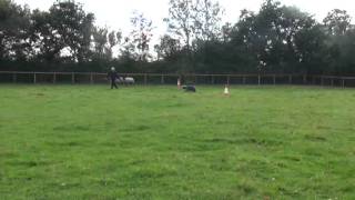 Bess Working Bearded collie on the ranch dog course [upl. by Tiduj]