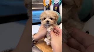 VELY DOG TEACUP MALTIPOO quotTamagaquot💕 maltipoodog cutebaby babyshorts babyshort puppyvideos [upl. by Locke]