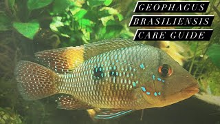 South American Cichlid Care Guide  Geophagus Brasiliensis Pearl Cichlid Earth Eaters [upl. by Wooldridge435]