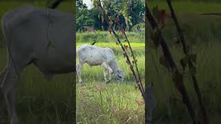 cow cowvideos cowlovers cowboy subscribe shorts [upl. by Amarillis]