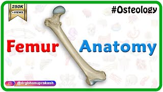 Femur Anatomy Osteology  General features  Attachments  Development anatomy MBBS usmle NMC [upl. by Lawtun]