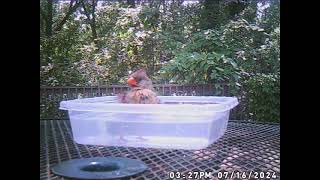 female cardinal song bird takes a cool dip in the birdbath water on a hot july day [upl. by Elatnahc]