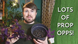 Oxalis Triangularis COMPLETE Plant Care Guide  Planting Dormancy and Propagation 34 methods [upl. by Gervase]