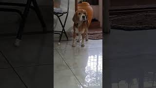 Funny beagle gets scared after watching dog on TV 😂😂 funnydogs beagle reaction [upl. by Anoyek]