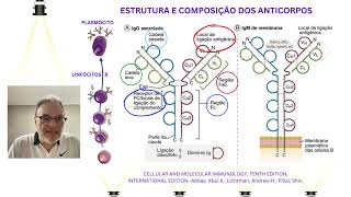 Estrutura e Composição dos anticorpos [upl. by Aibat]