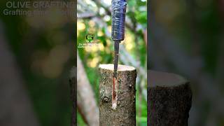 Grafting and budding fruit trees successful and best method [upl. by Assennej]