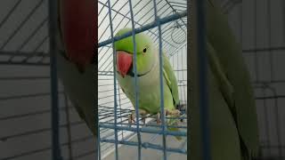 ye mithu talking parrot birds cute [upl. by Kenrick]