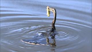 Anhinga the quotSnakebirdquot Famous spear technique for a fresh meal quotwater turkeyquot [upl. by Joyann222]