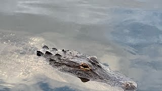 Florida Alligators [upl. by Haldis]