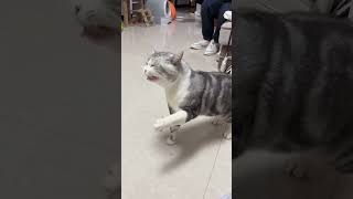 Cat sneezes funny pets cat animals funnyvideos fuunypets cats funnycats [upl. by Hanauq]