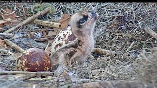 Osprey Chick Perks Up As Second Egg Expected To Hatch Soon – April 15 2021 [upl. by Ellac]