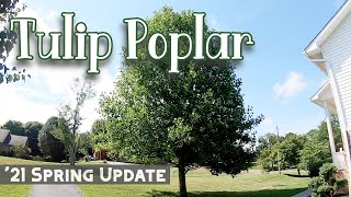 Spring 2021 Update  Tulip Poplar Trees  Liriodendron tulipifera [upl. by Tullus416]