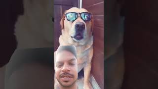 Anatrastogi funny dog comedy shortsvideo [upl. by Ahsimot]