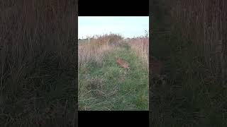 Hare investigating the field margins wildlifeuk nature hares [upl. by Stichter]