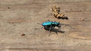 Sixspotted Tiger Beetle wanders around on boardwalk [upl. by Rafaj]