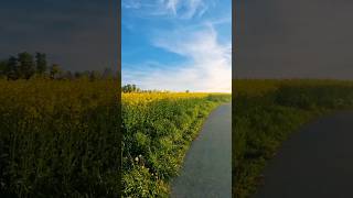 Beautiful Canola Fields In Amriswil Switzerland [upl. by Pitchford]