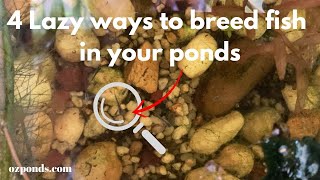 4 lazy ways to breed fish in your pond [upl. by Jewett]