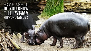 Pygmy hippopotamus  Description Characteristics and Facts [upl. by Kobe72]