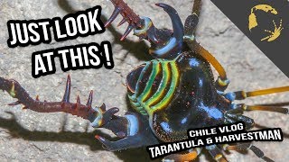 Harvestman amp Tarantulas  Sympatric Tarantula Species in Chile [upl. by Notxed]