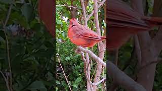 Red Cardinal DLynch nature northerncardinal [upl. by Annaujat]