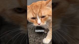 Funny Cat Mind Voice funny cat comedy shorts shortsfeed funnyanimals catvideos animals [upl. by Burkhardt]