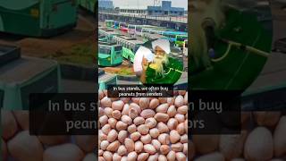 Benefits of peanuts for soil enriching மண்ணை வளப்படுத்தும் வேர்க்கடலையின் நன்மைகள் [upl. by Aileon]