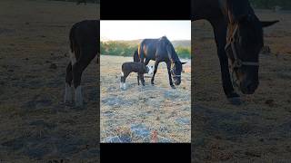 Animando a un becerro recién nacido que agarro a un caballo de padre horse ganadería shorts cow [upl. by Adnolehs]