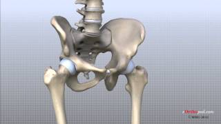 Hip Anatomy Animated Tutorial [upl. by Loesceke]